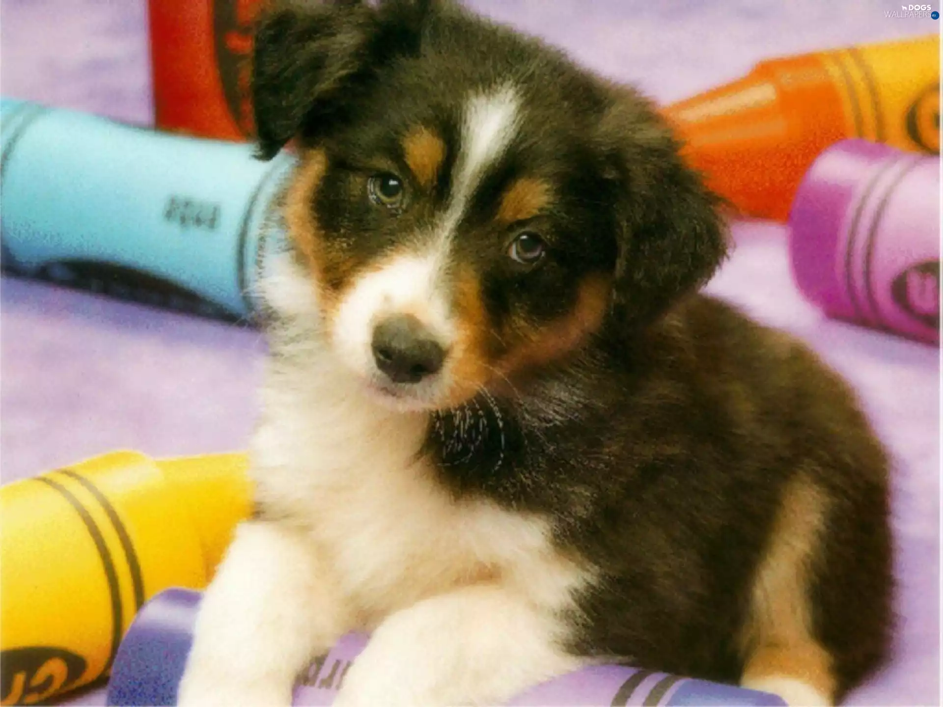 Bearded collie, doggy, puppie