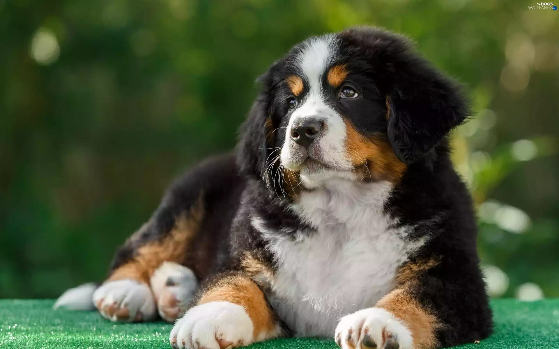 puppie, Bernese