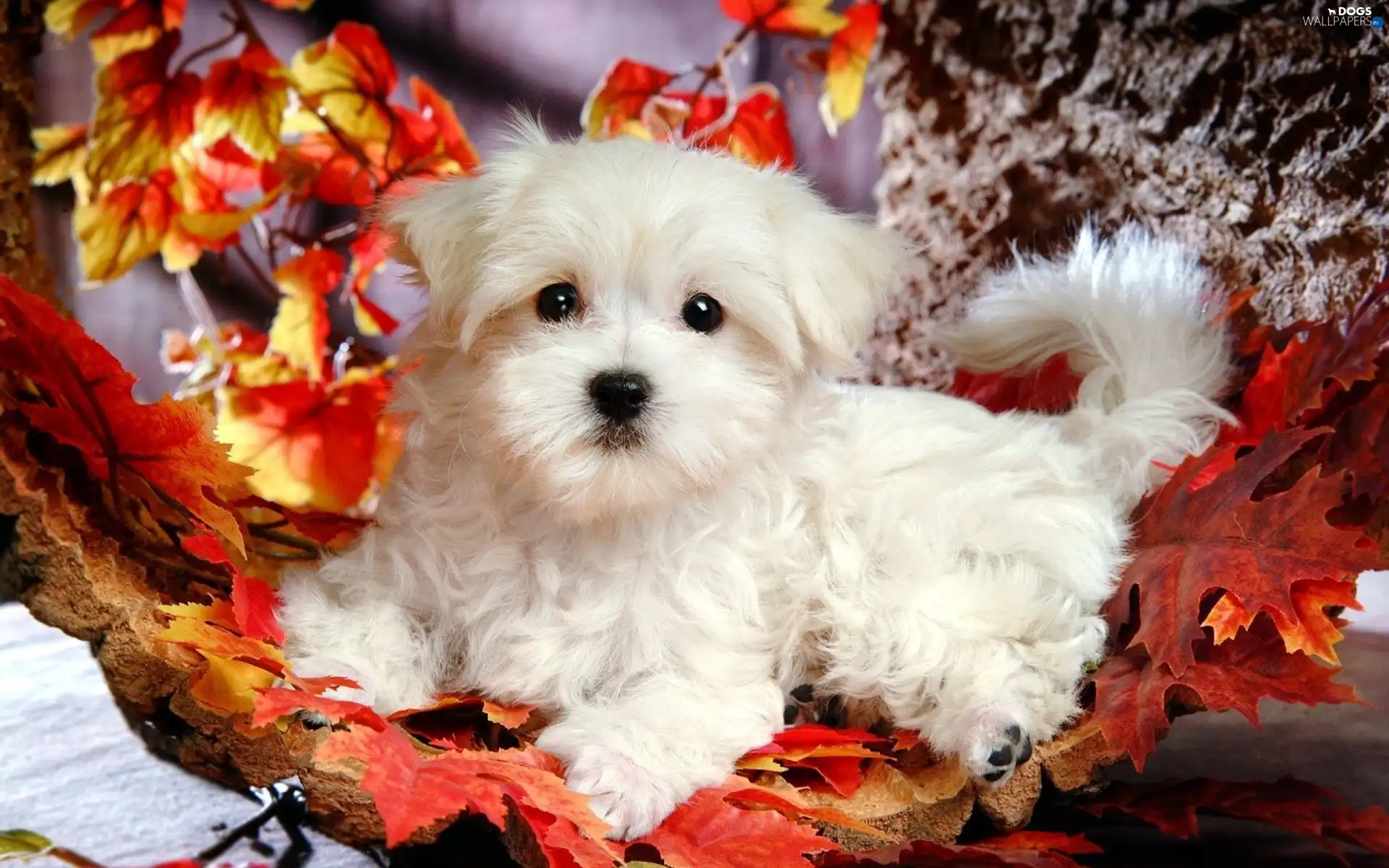 puppie, Leaf, Bichon frise