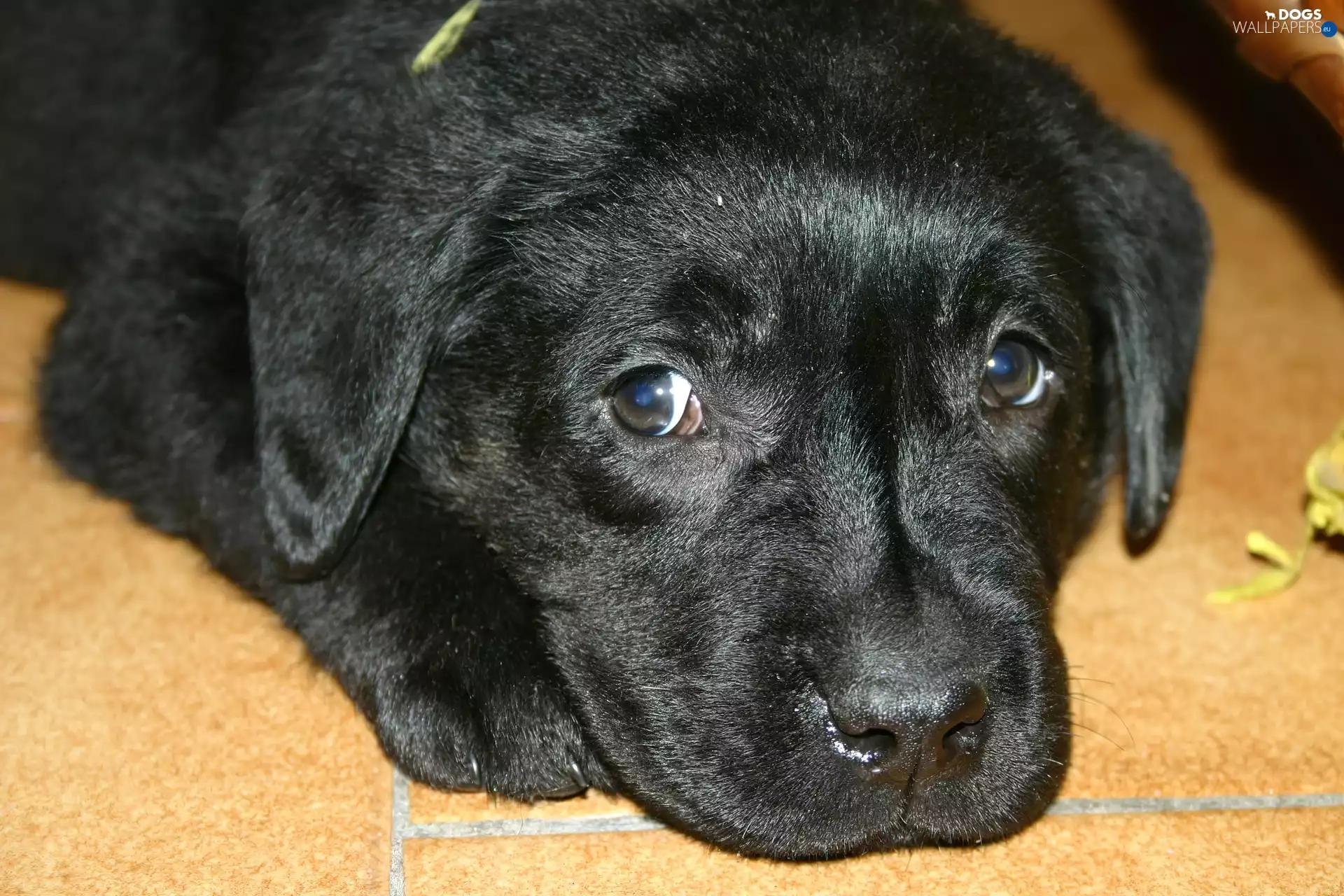 Black, Labrador, muzzle, puppie