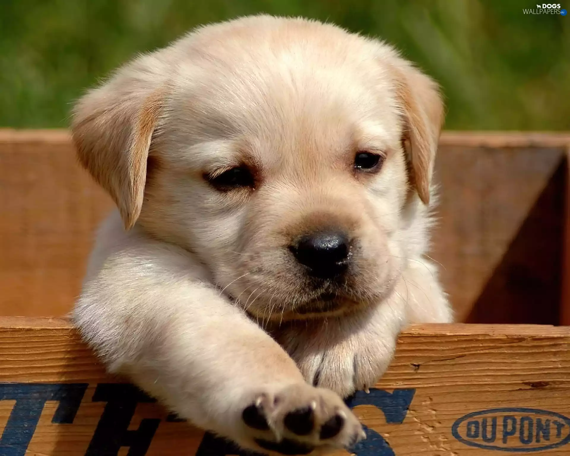 puppie, Box