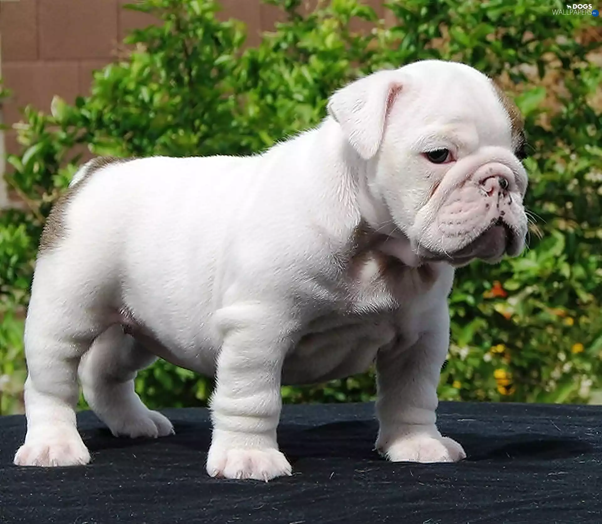 puppie, Buldog