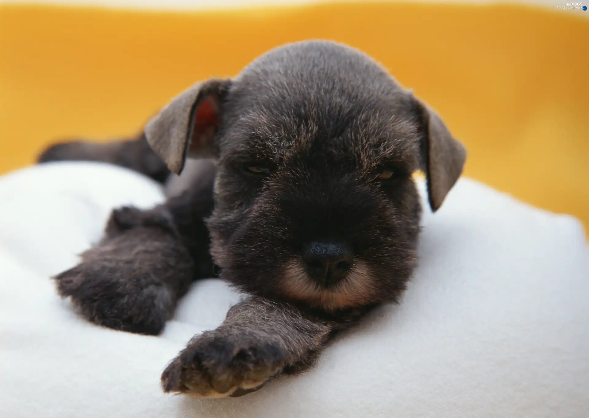 miniature Schnauzer, puppie, small, doggy