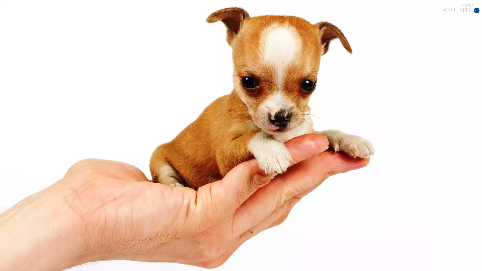 puppie, hand
