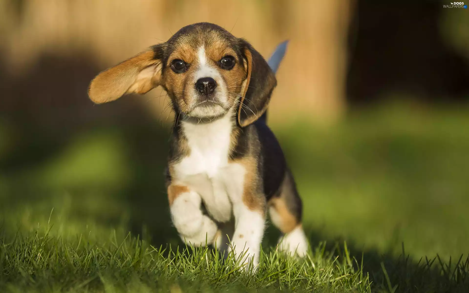 honeyed, Beagle, Meadow, puppie