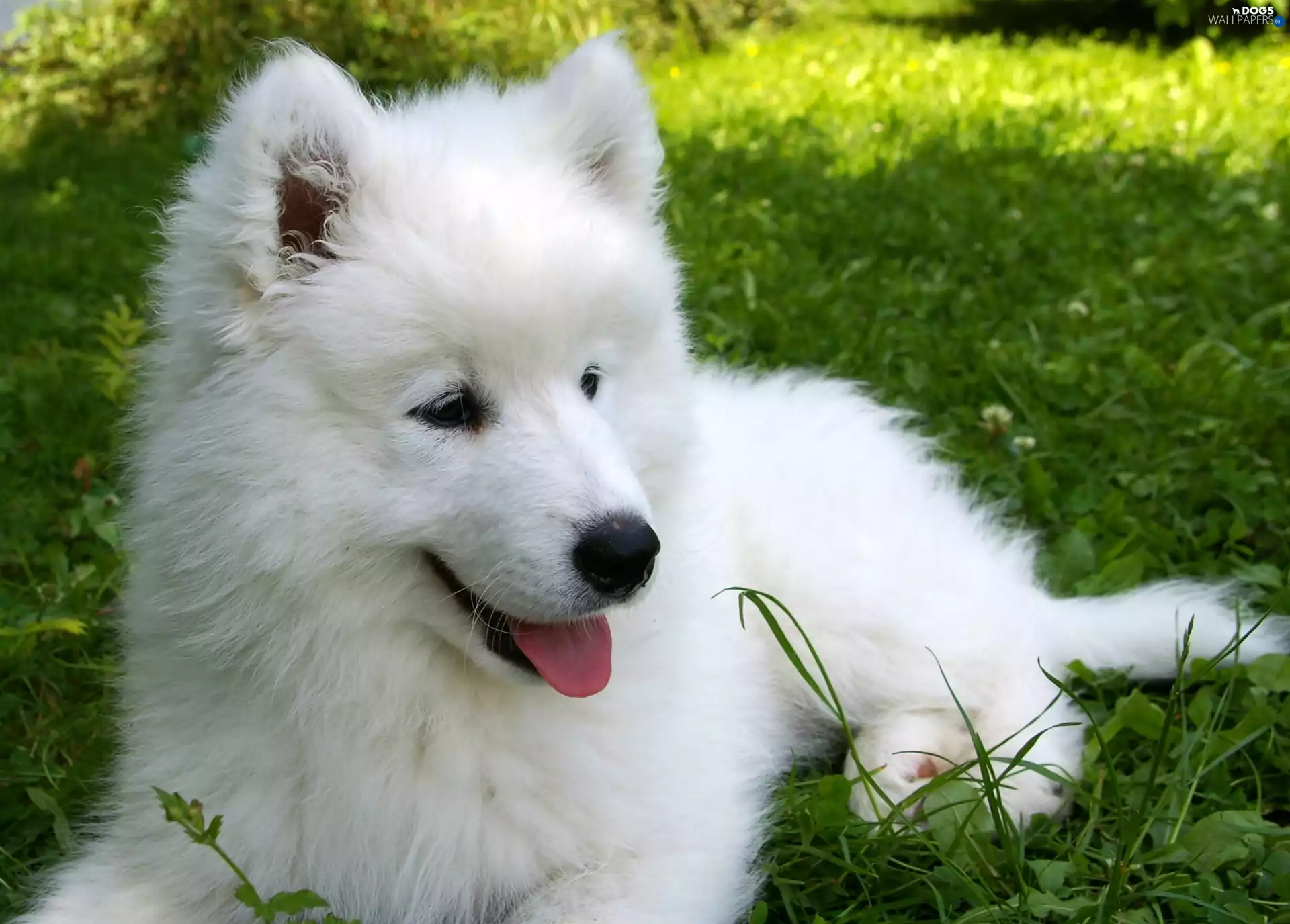 honeyed, Samojed, Meadow, puppie