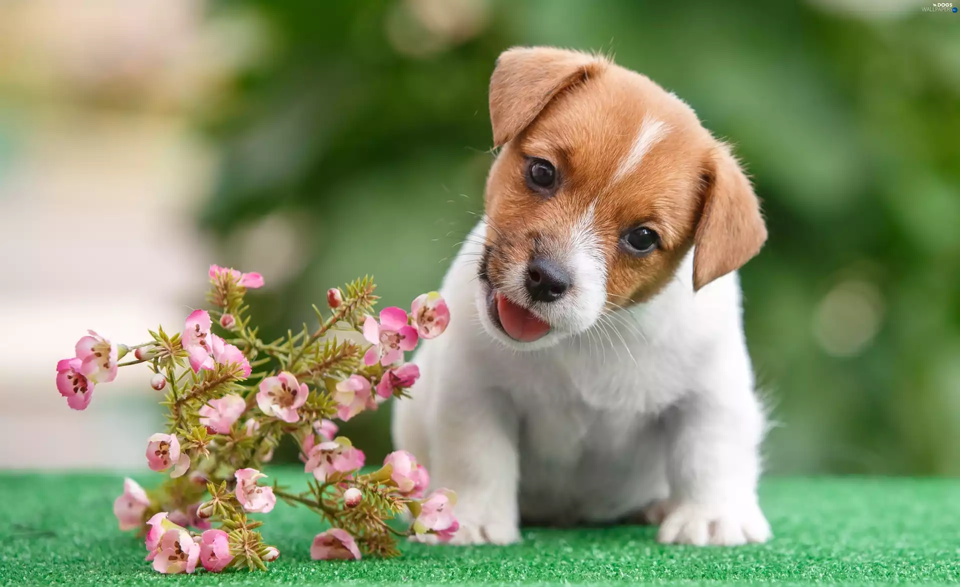 Jack Russell Terrier, puppie, Flowers, honeyed