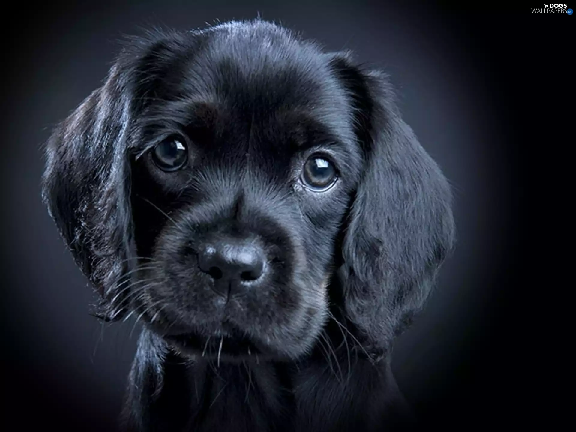 small, puppie, Labrador Retriever, Black