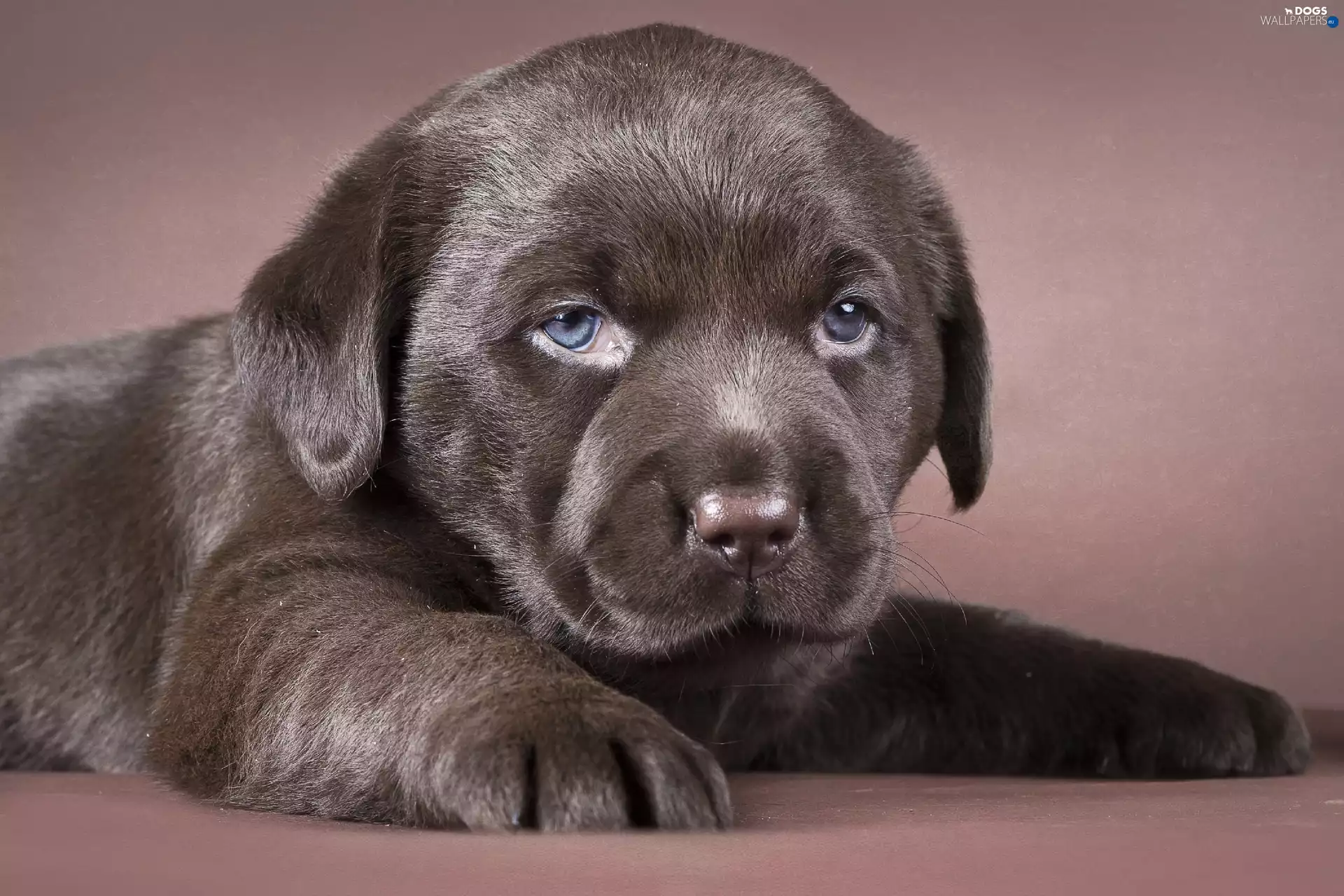 puppie, Labrador