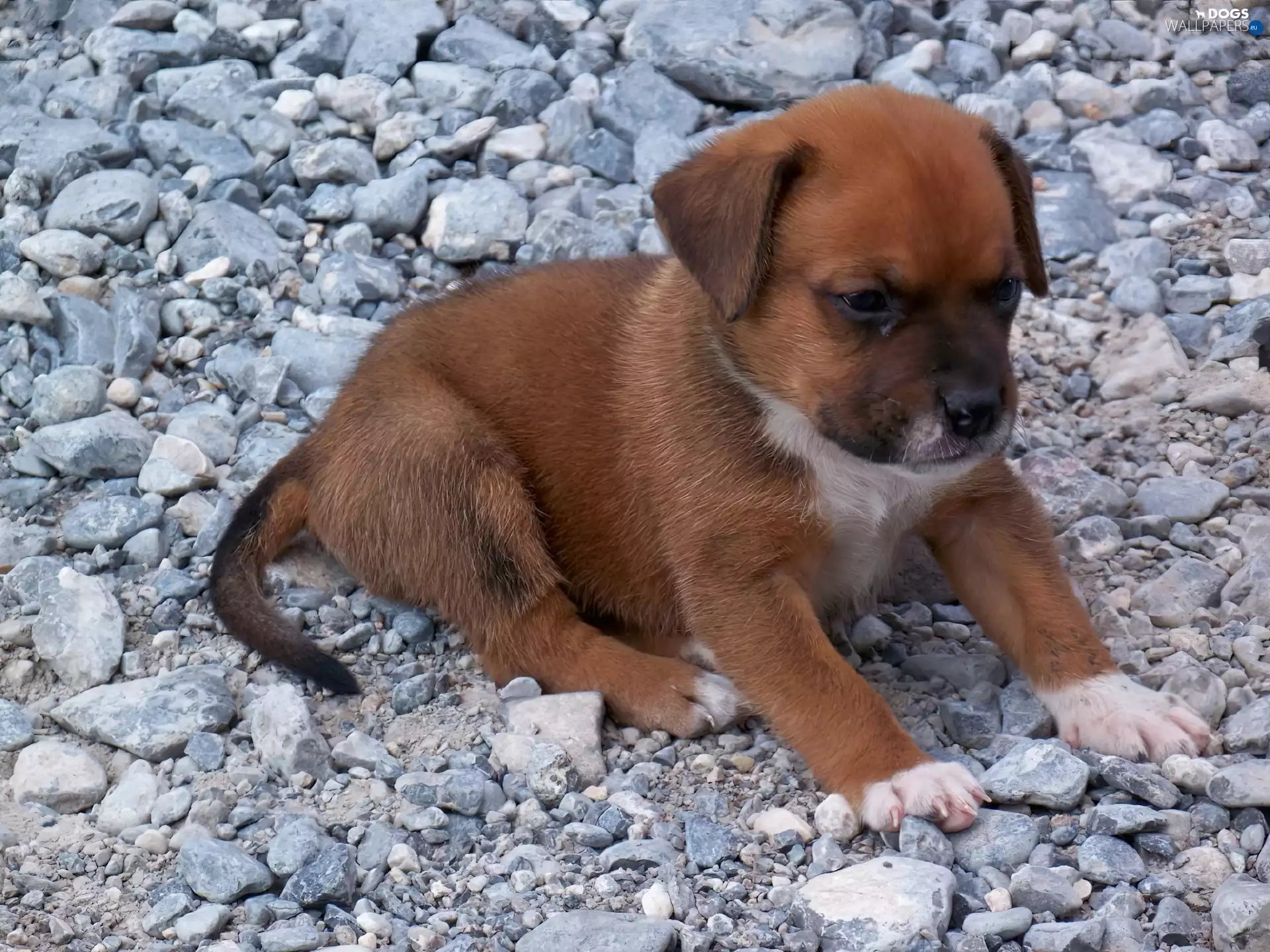 puppie, pebbles