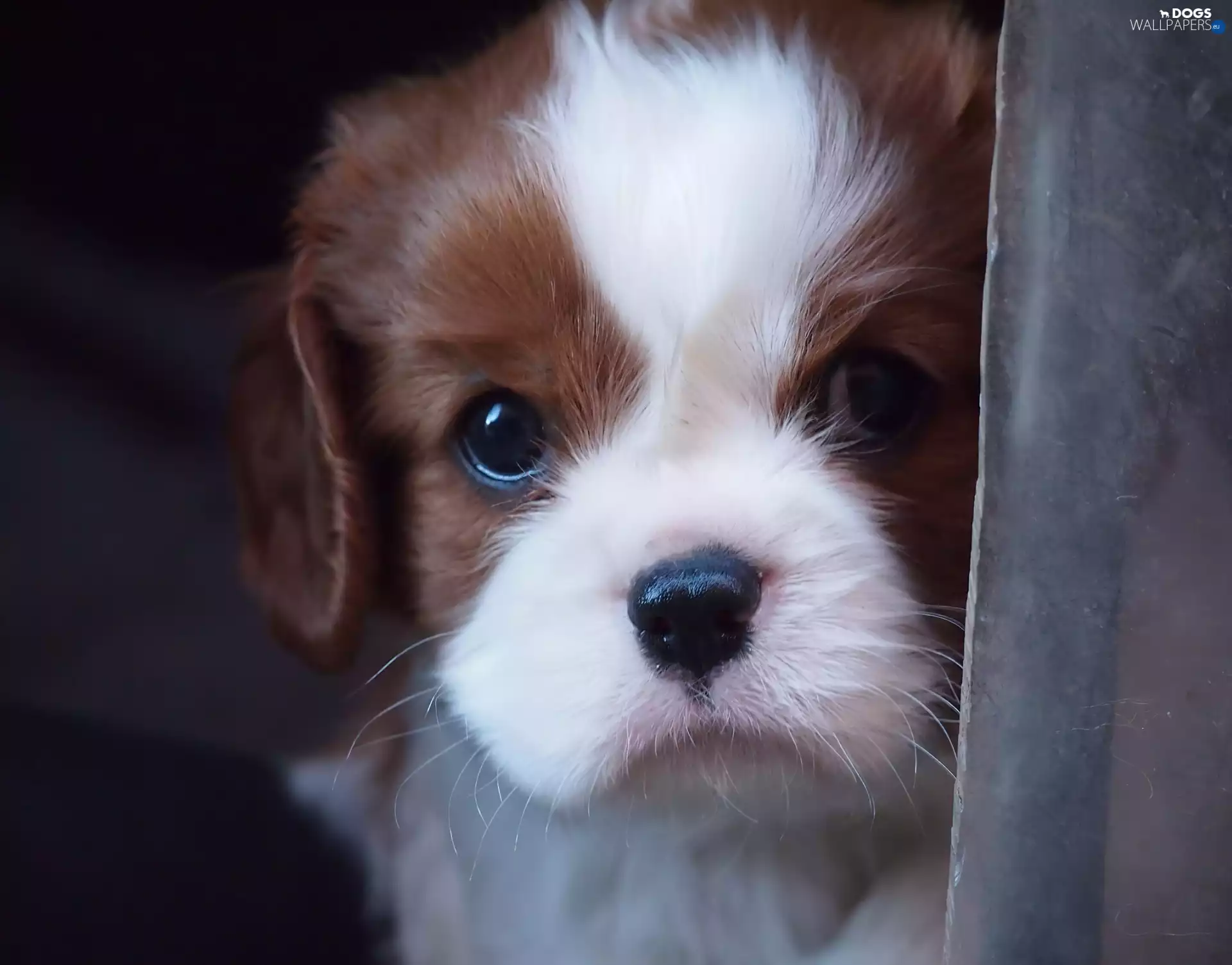 puppie, small, pinto