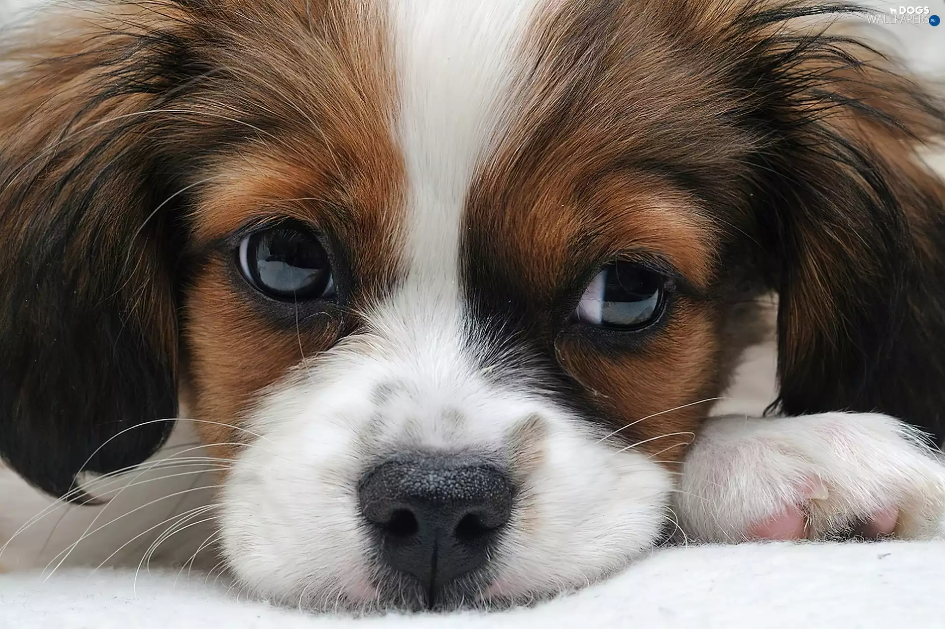 puppie, small, pinto