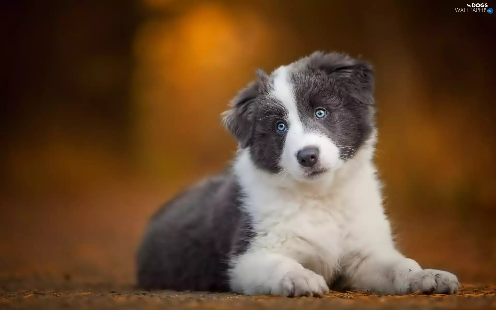 small, Border, Collie, puppie