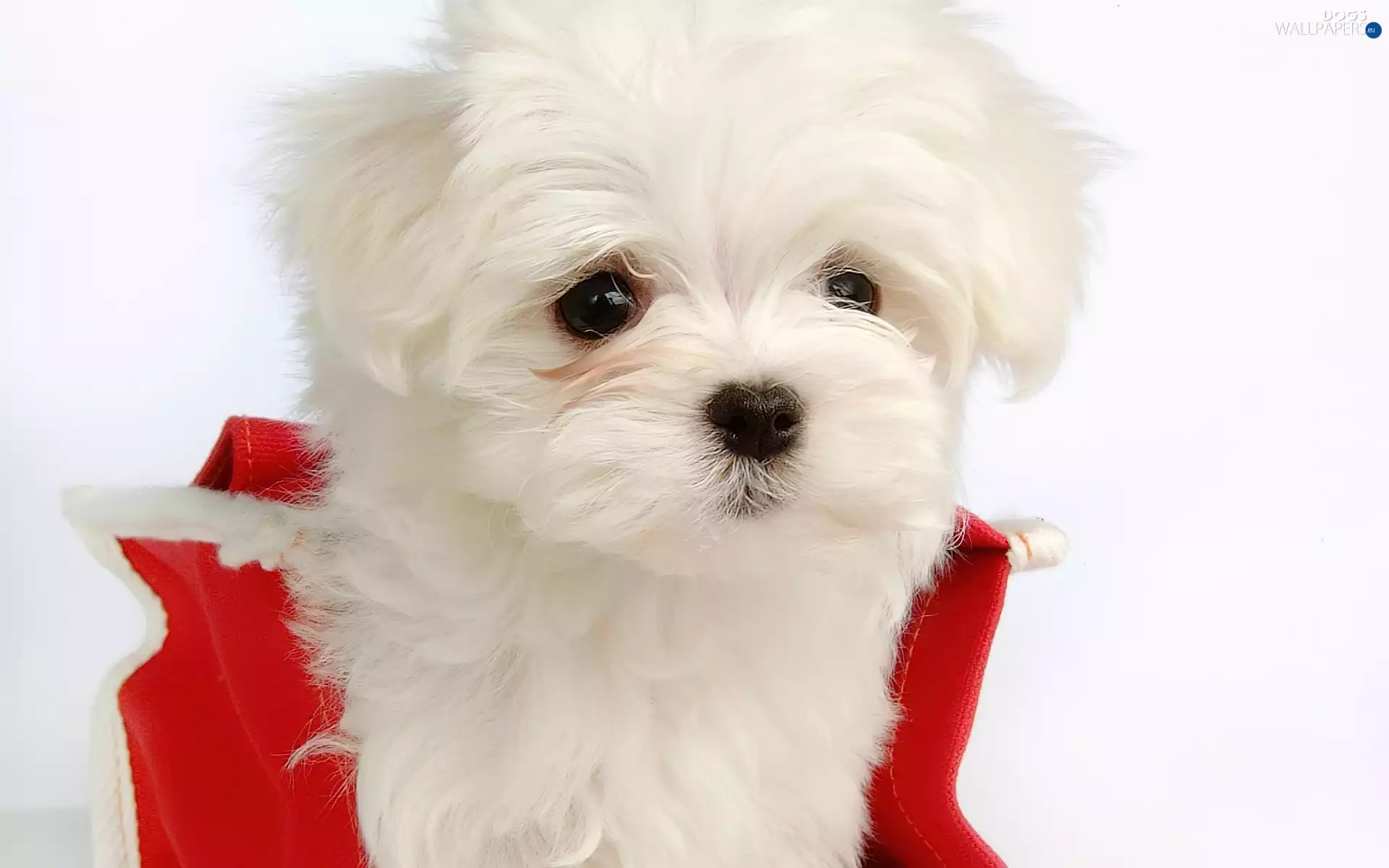 puppie, White, small