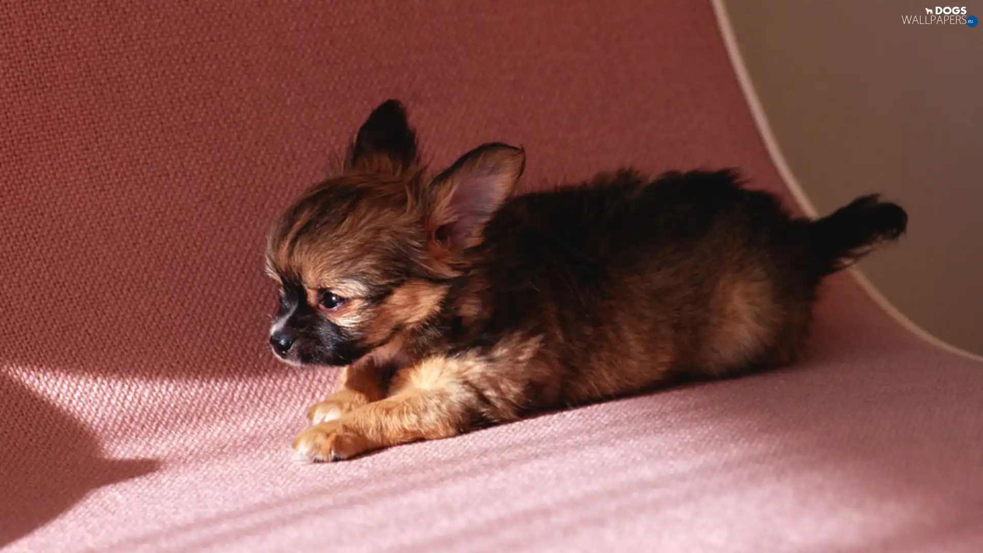 puppie, small