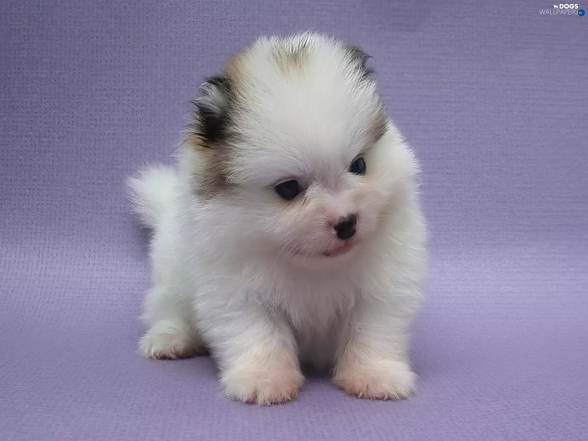 puppie, small, White