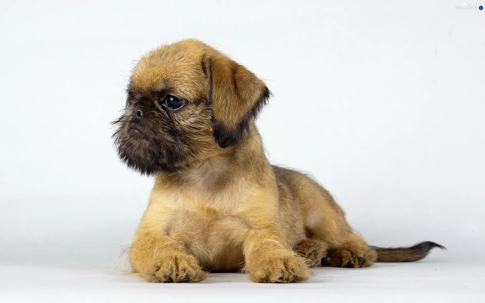 puppie