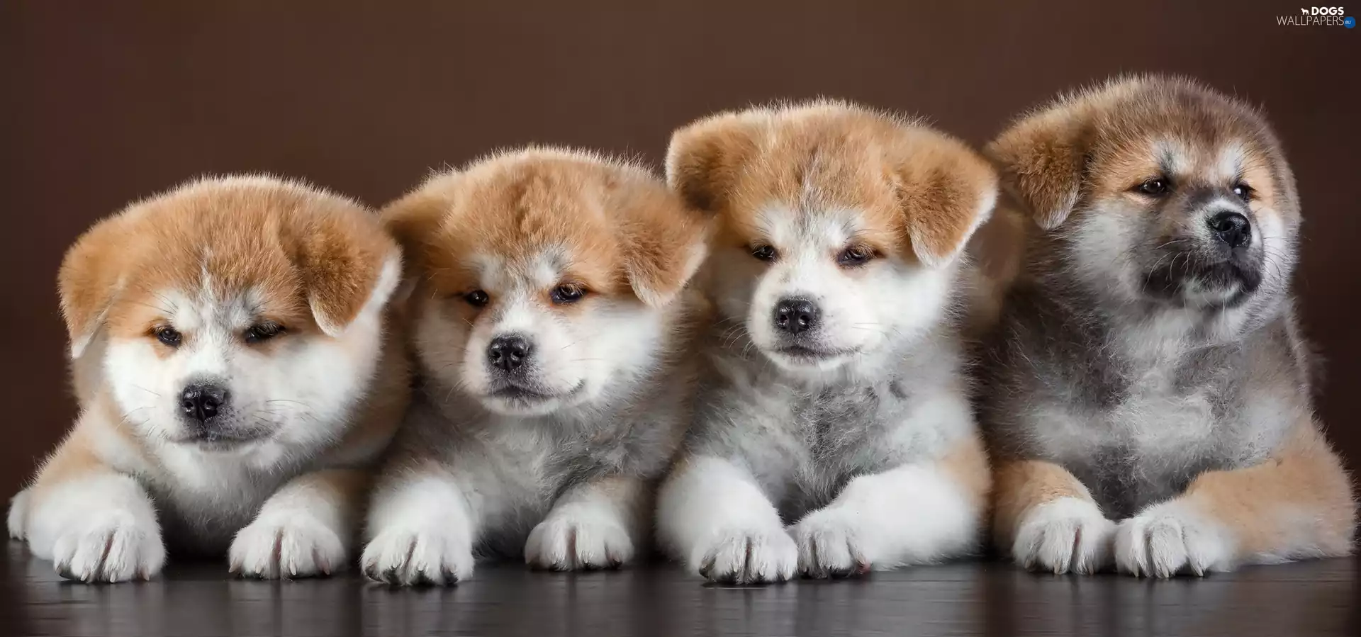 four, puppies, Akita Inu, sweet