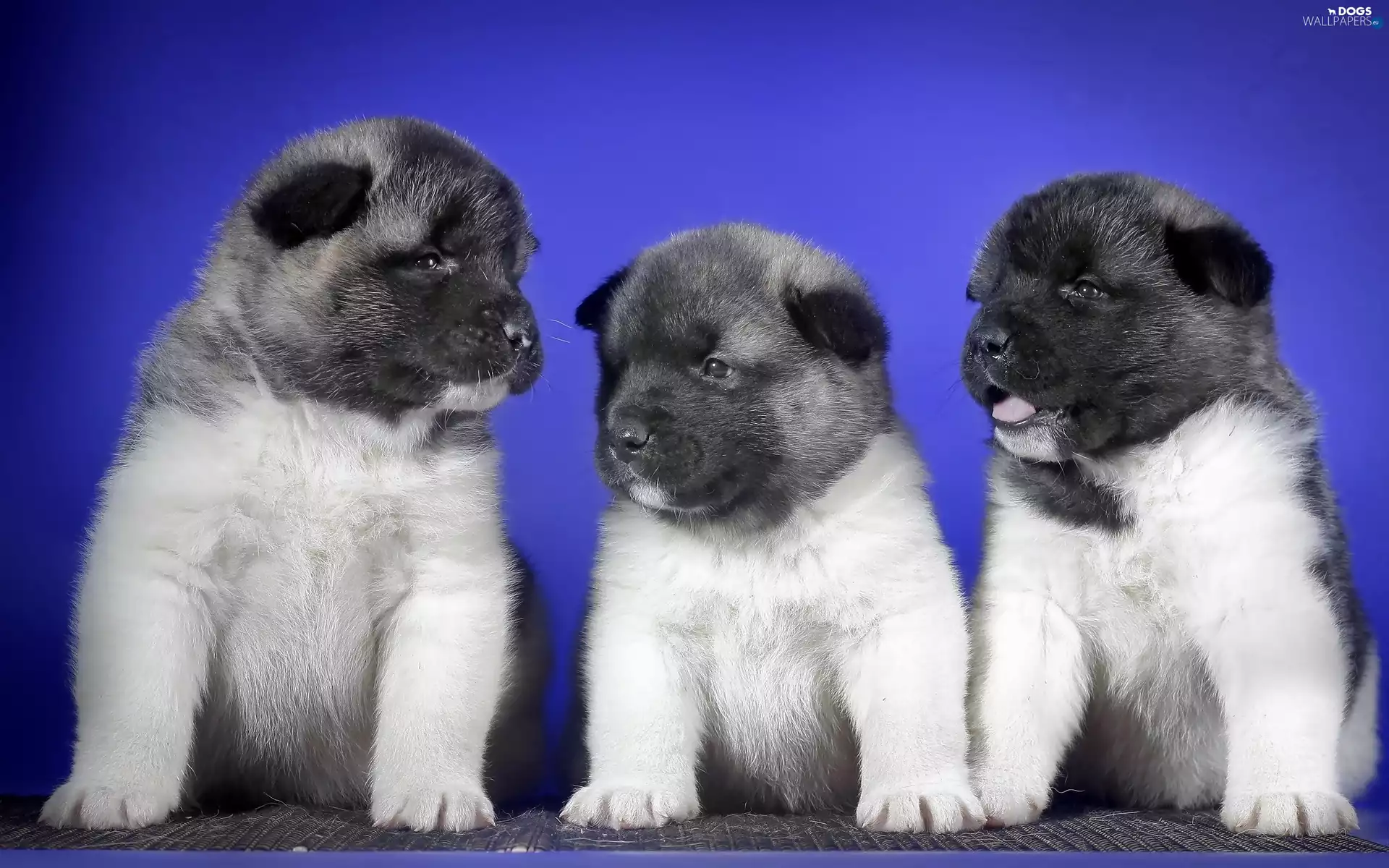 American akita, Three, Puppies