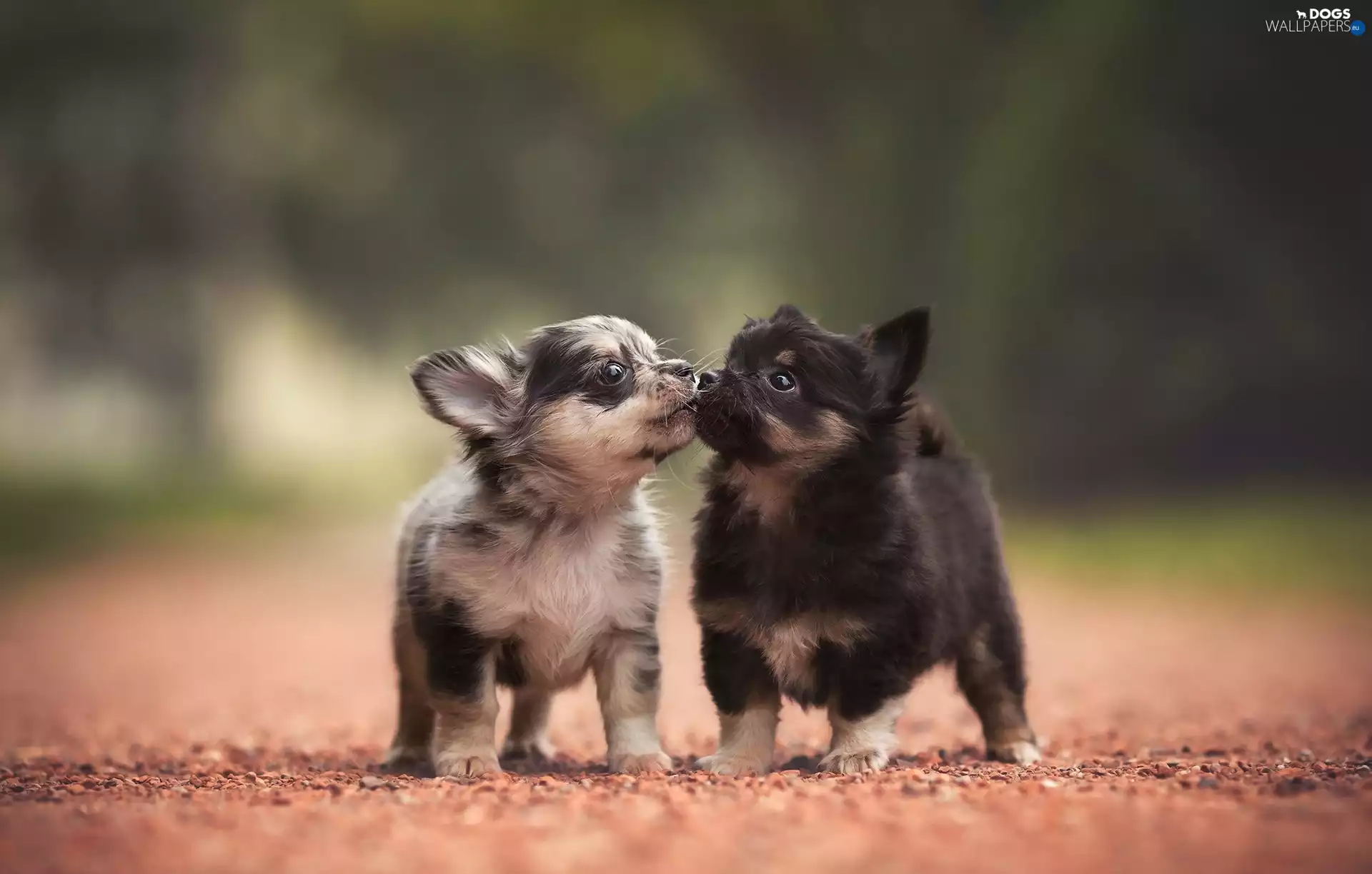 animals, sweet, Chihuahua, puppies