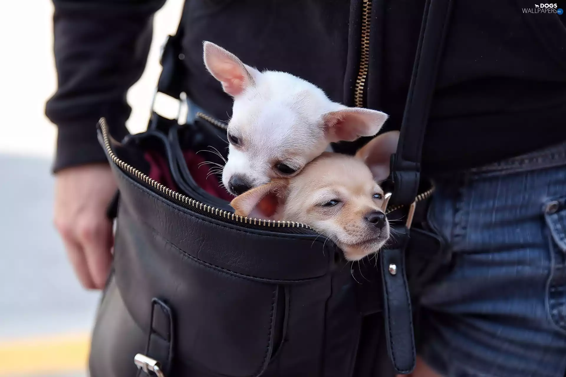 bag, Two cars, puppies