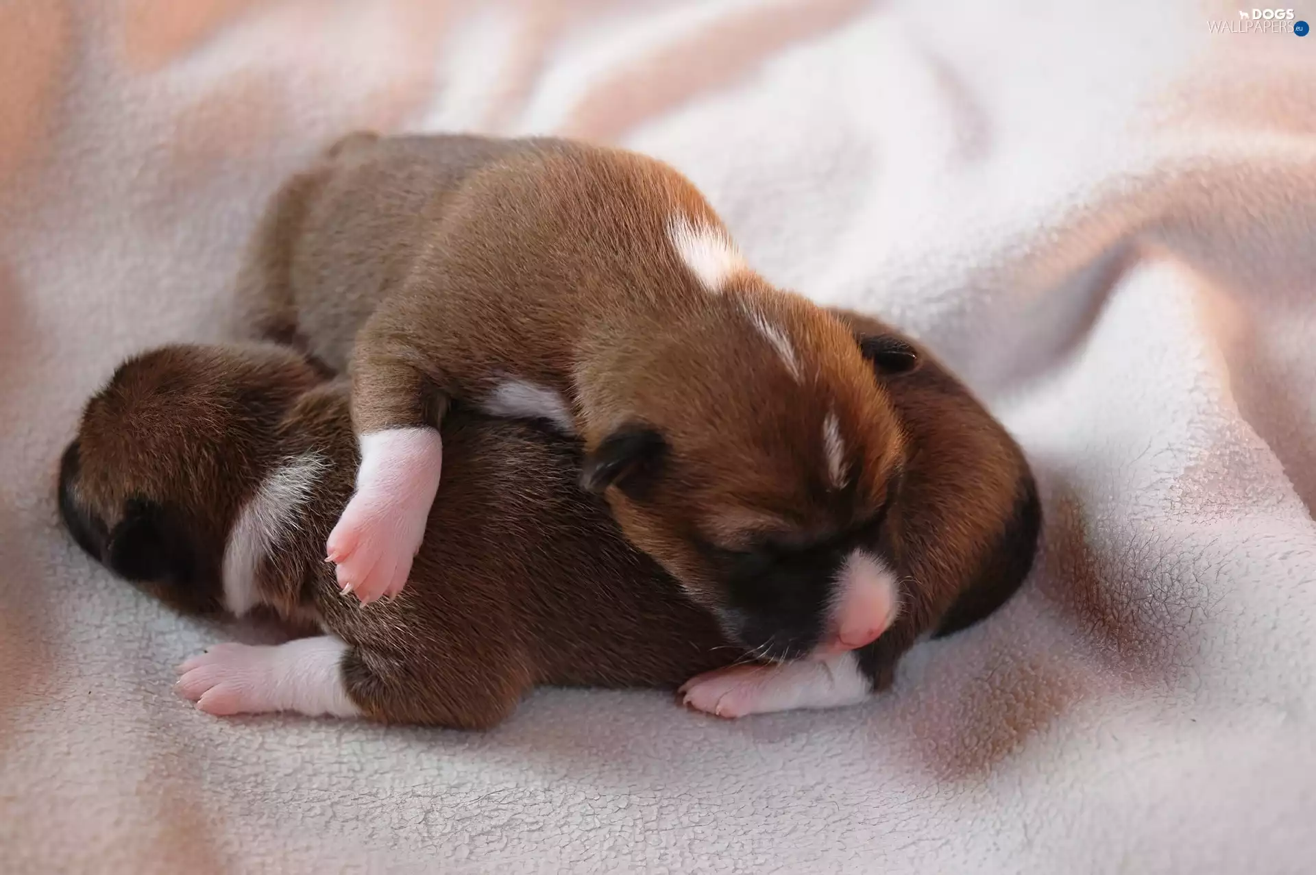 Basenji, Two cars, puppies