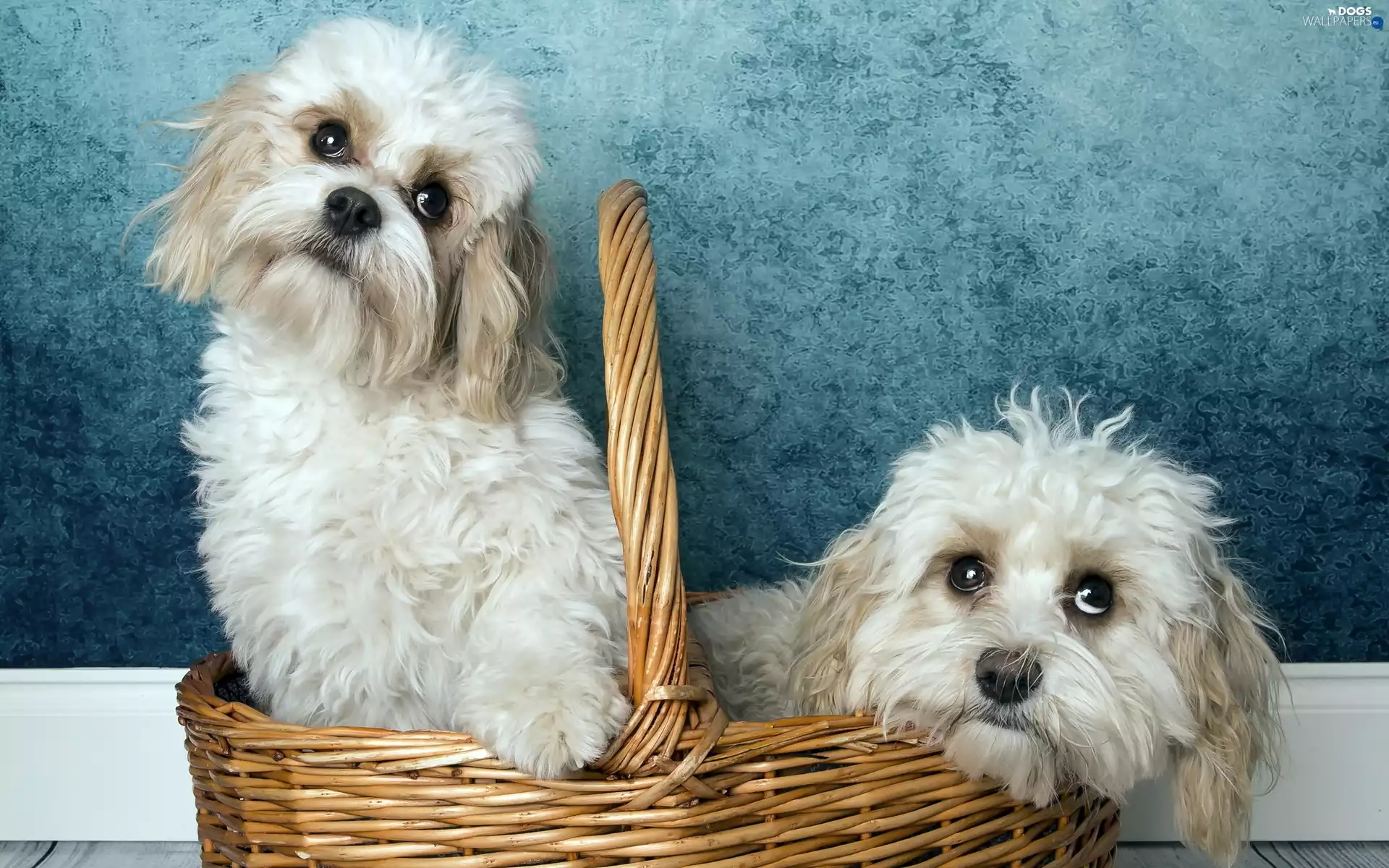 basket, Two cars, puppies