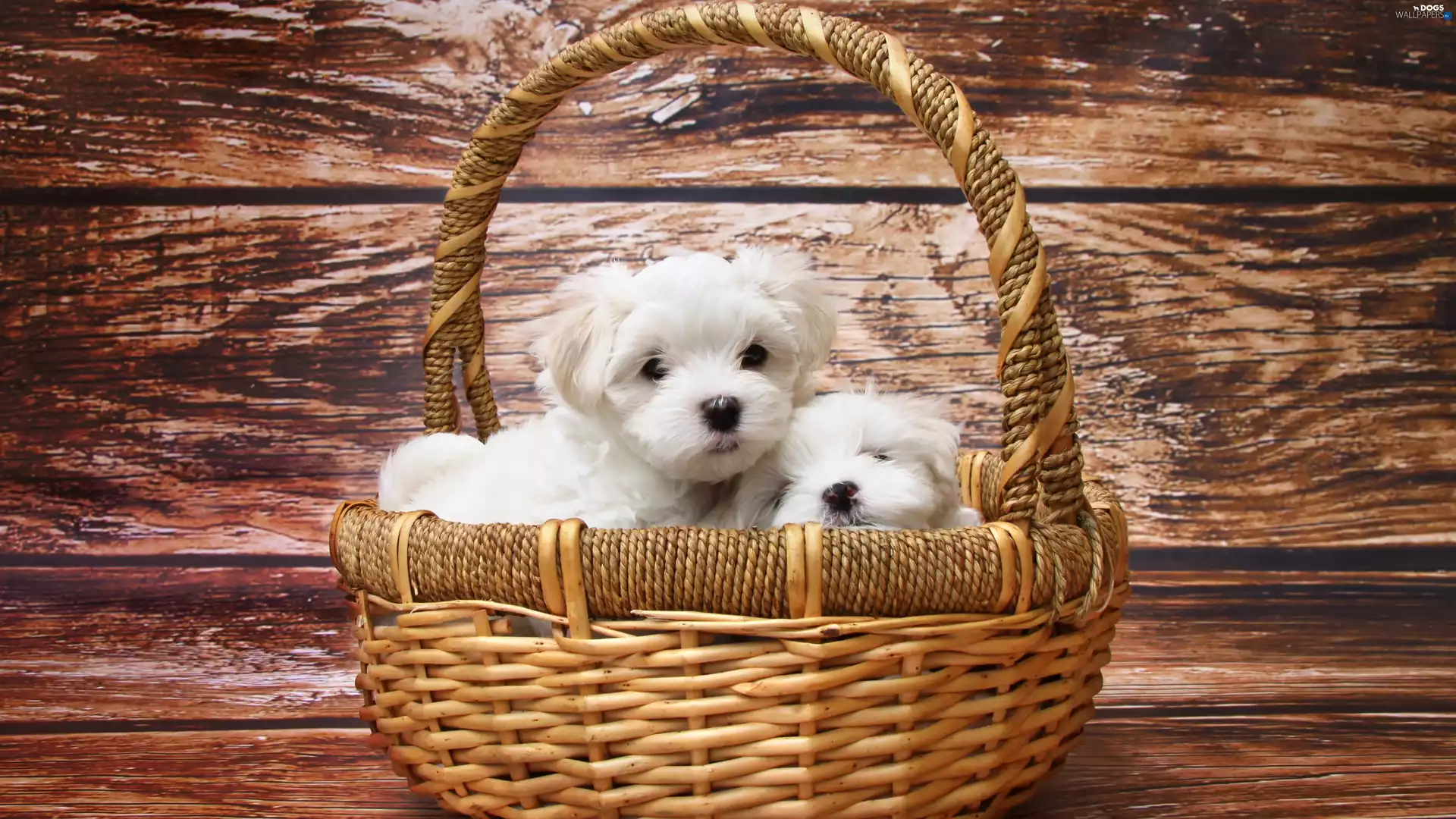 basket, Two cars, puppies