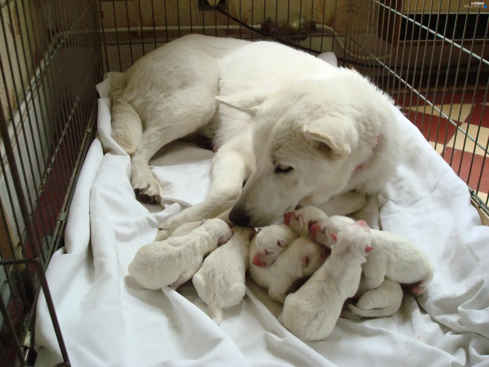 puppies, bitch