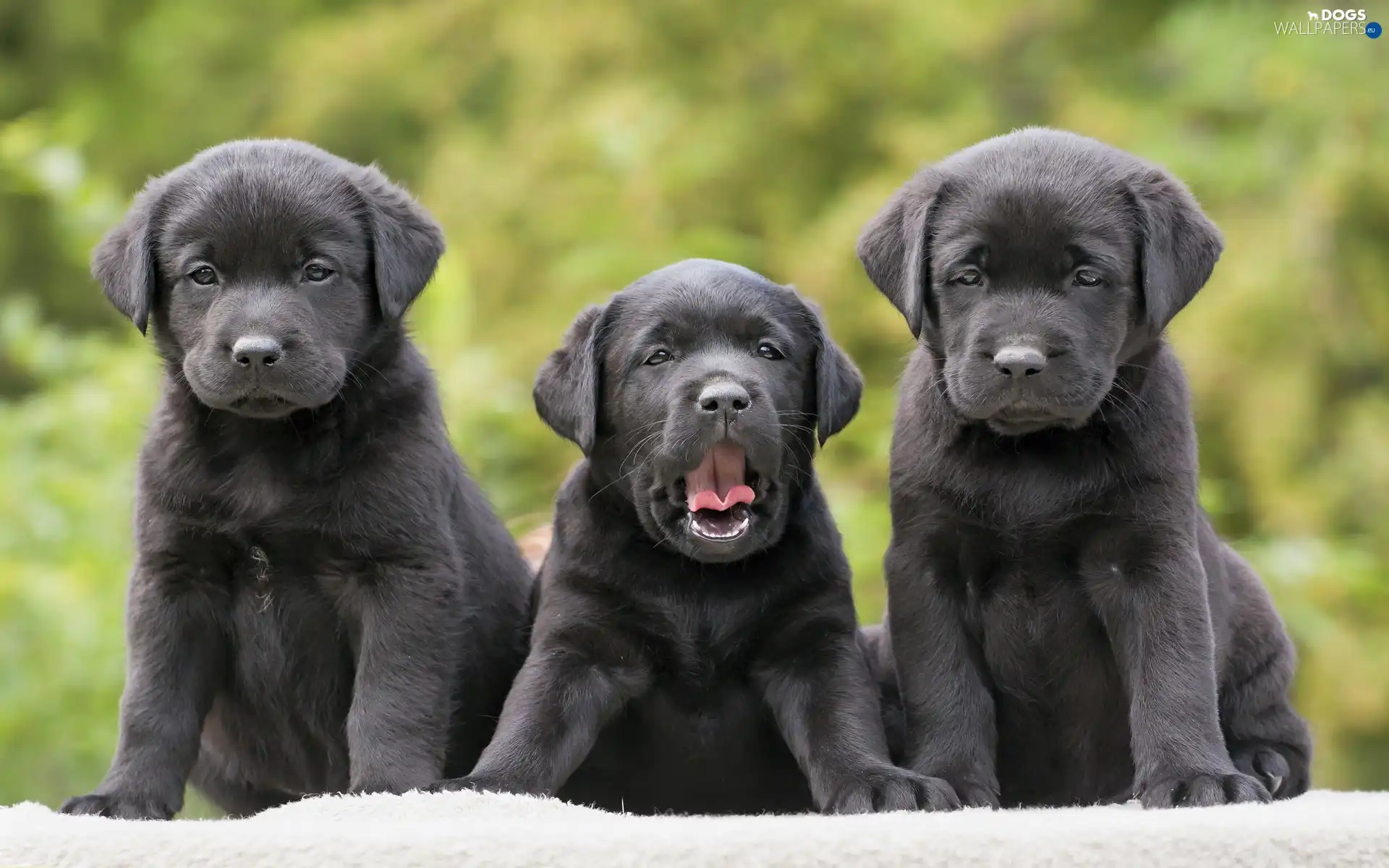 retrievers, puppies, Three, Black