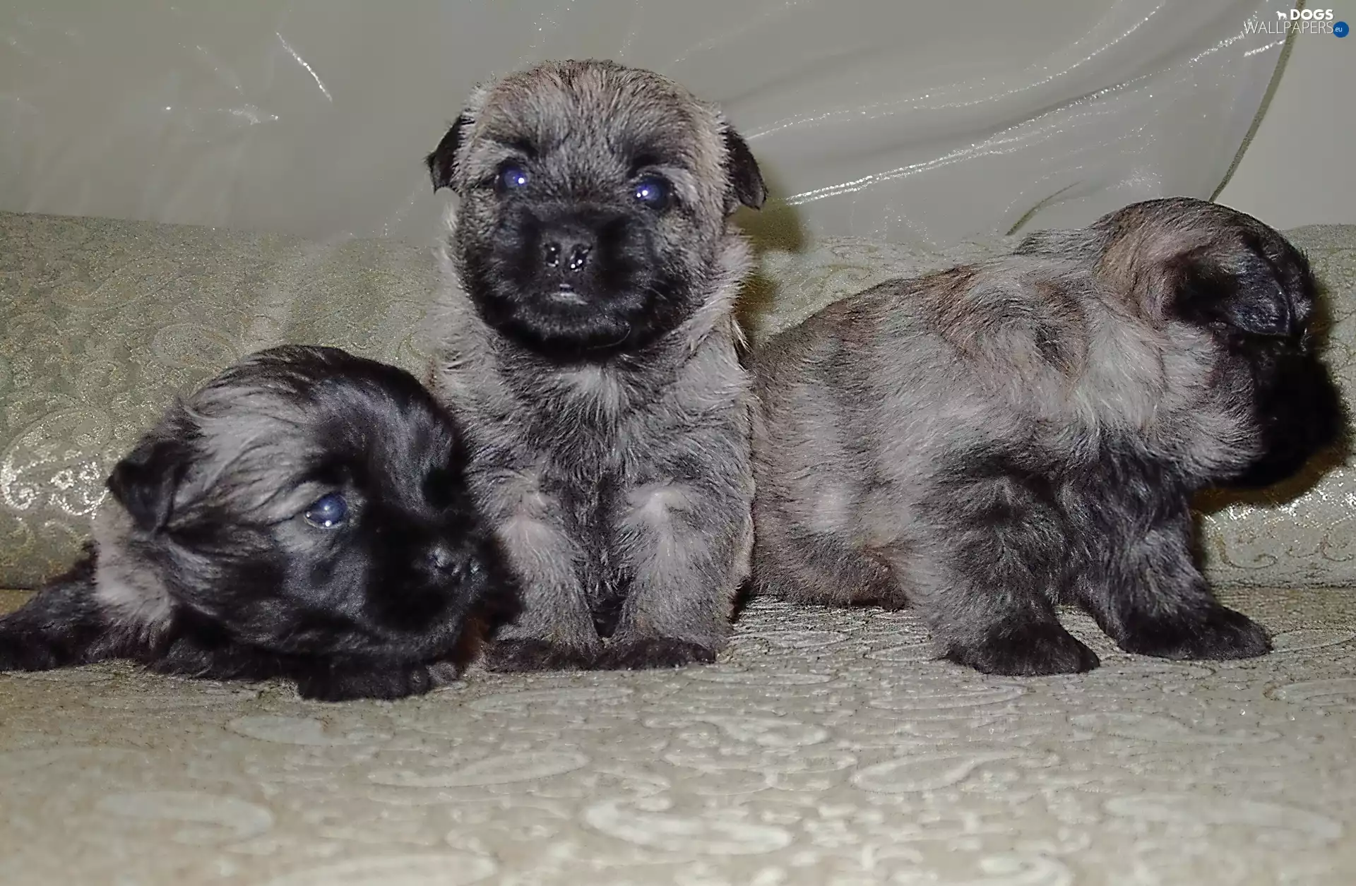 Three, puppies, Cairn Terrier, sweet