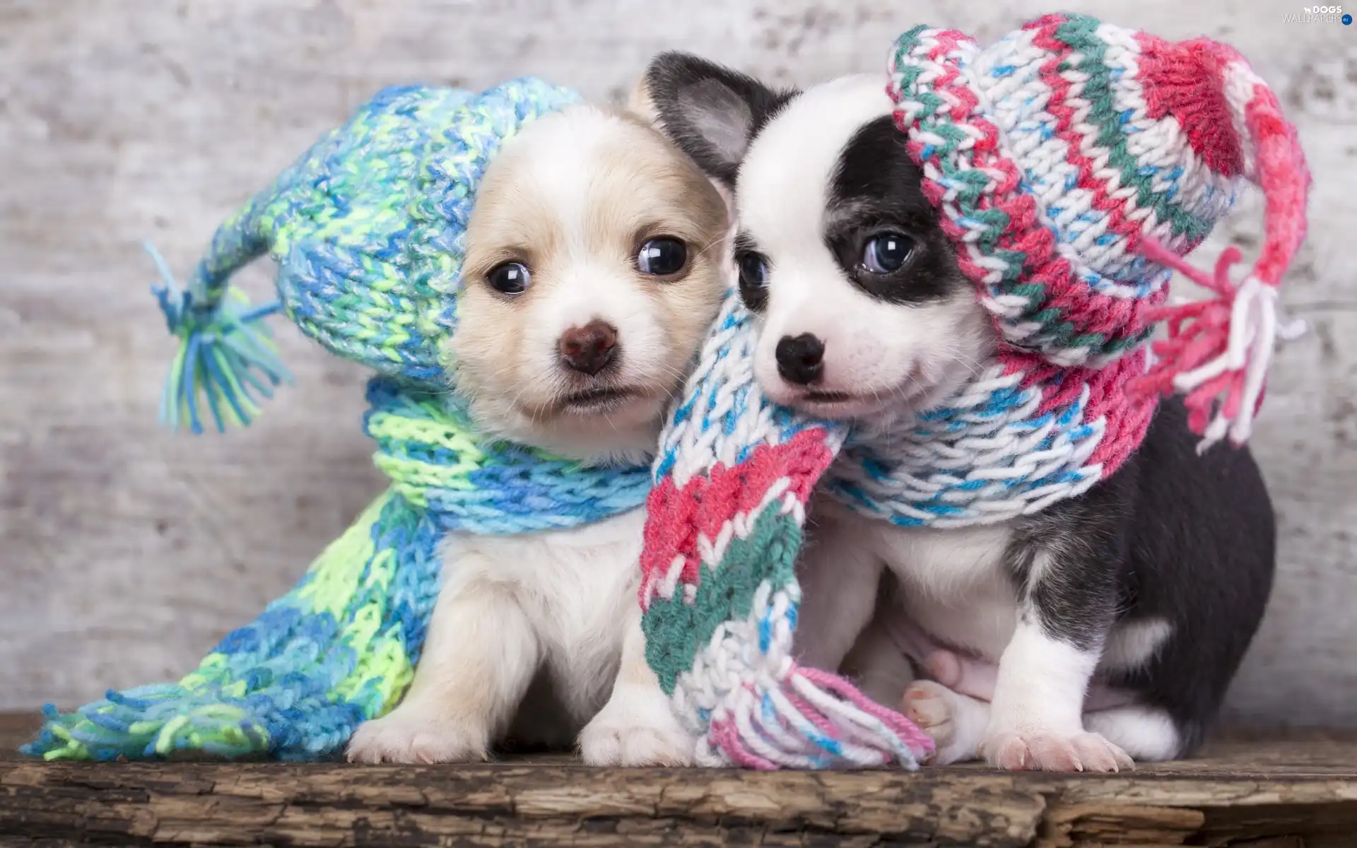 puppies, caps