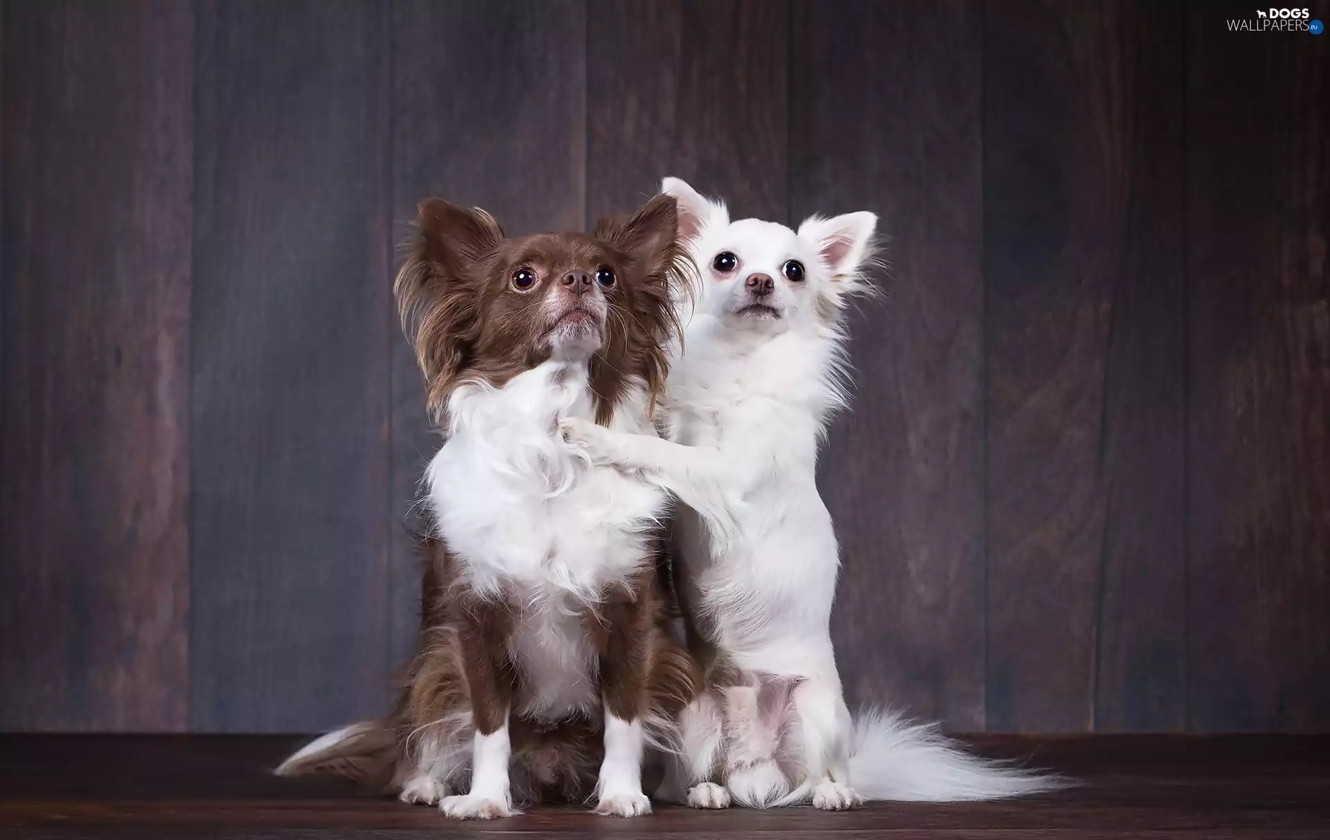 Chihuahua, pose, sweet, puppies, Two cars