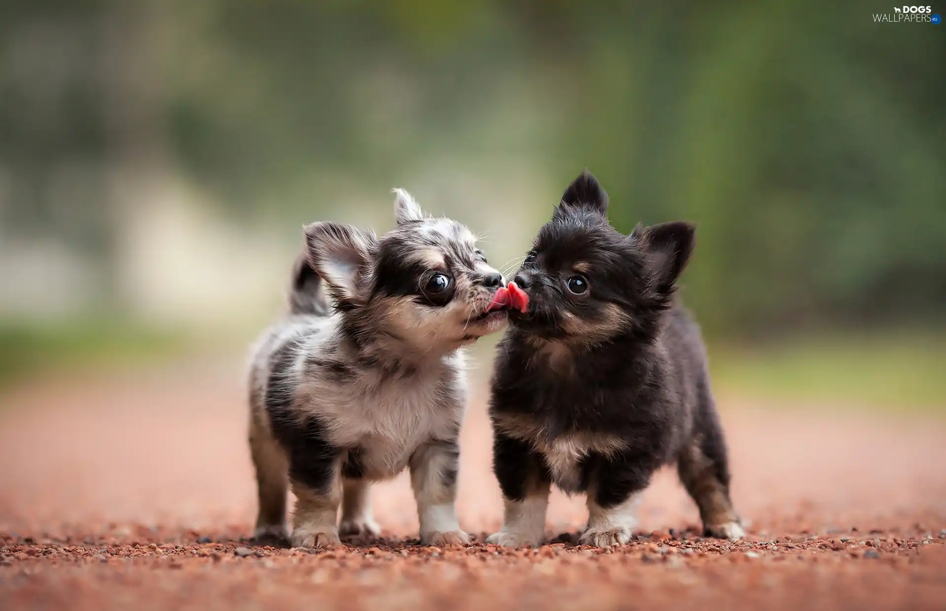 Puppies, sweet, Chihuahua, puppies