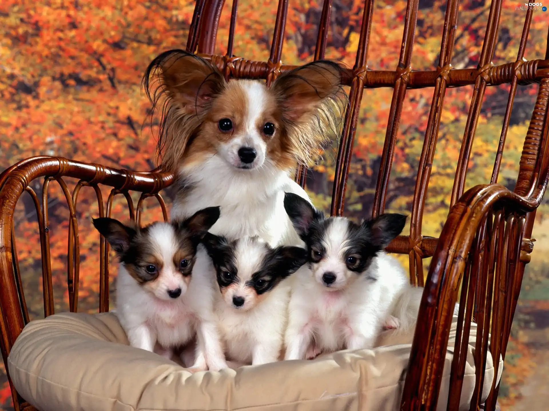 Miniature Continental Toy Spaniel Papillon, puppies