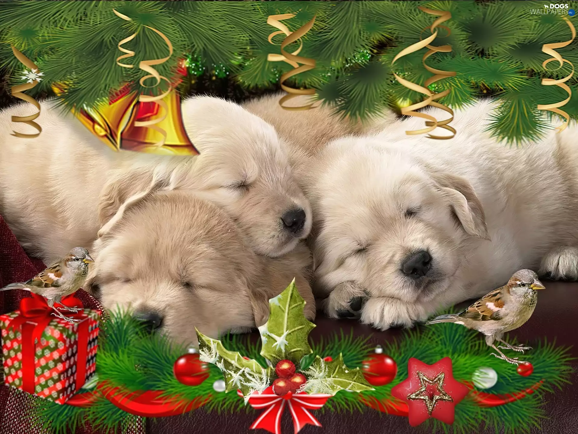 Puppies, christmas
