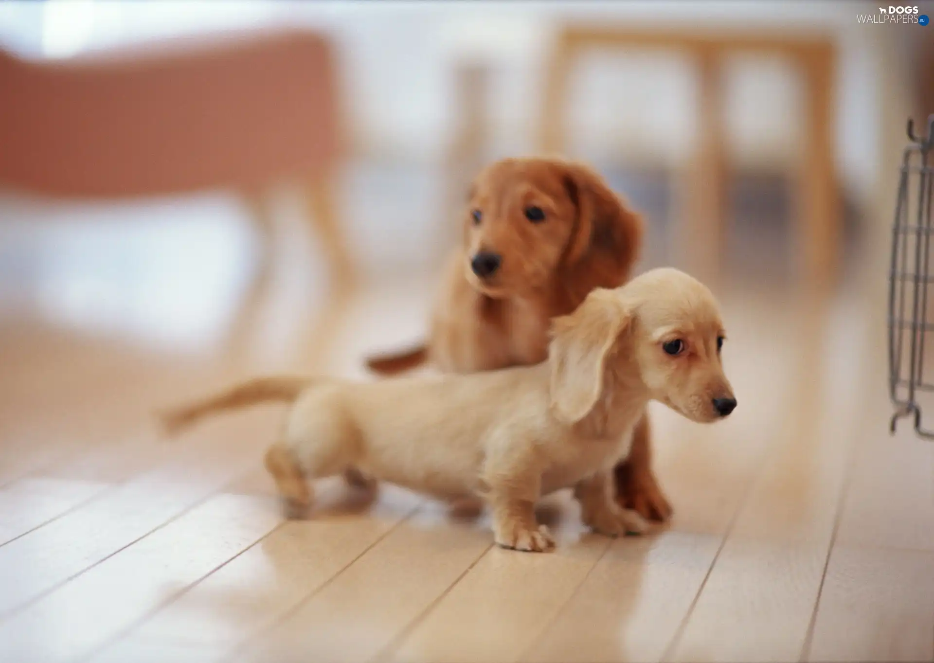 dachshunds, puppies, Dogs