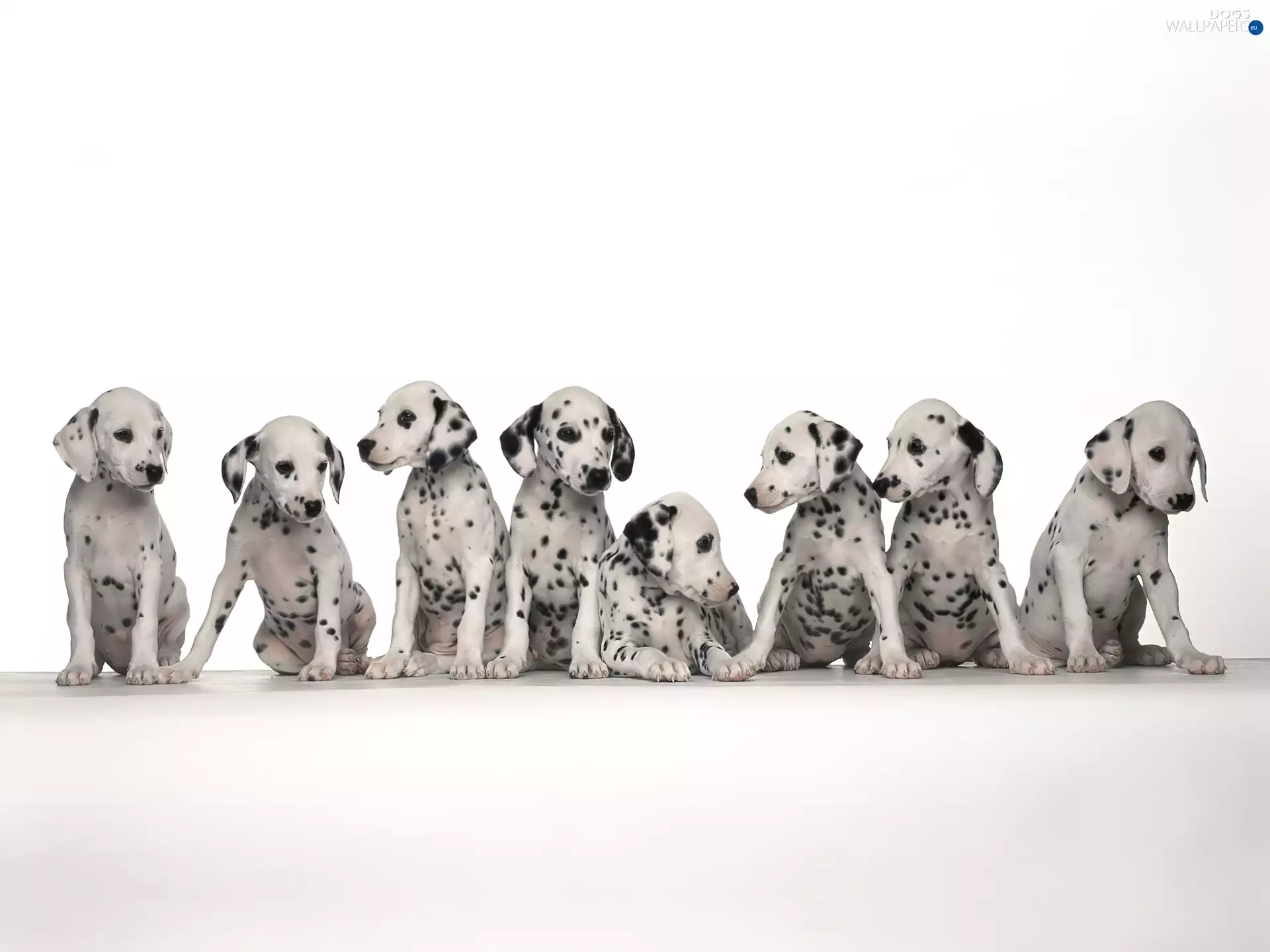 puppies, Dalmatians