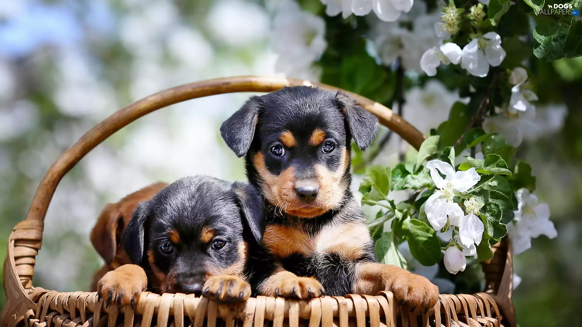 Dogs, Rottweiler, basket, puppies