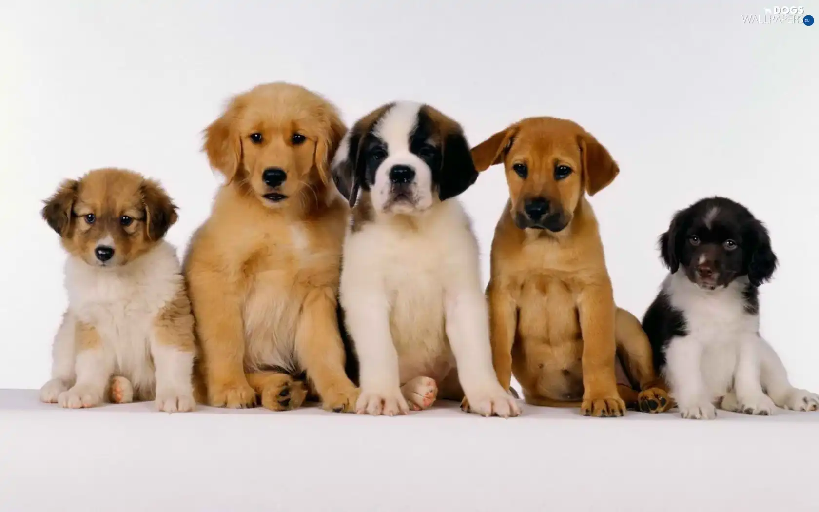 dogs, puppies, five