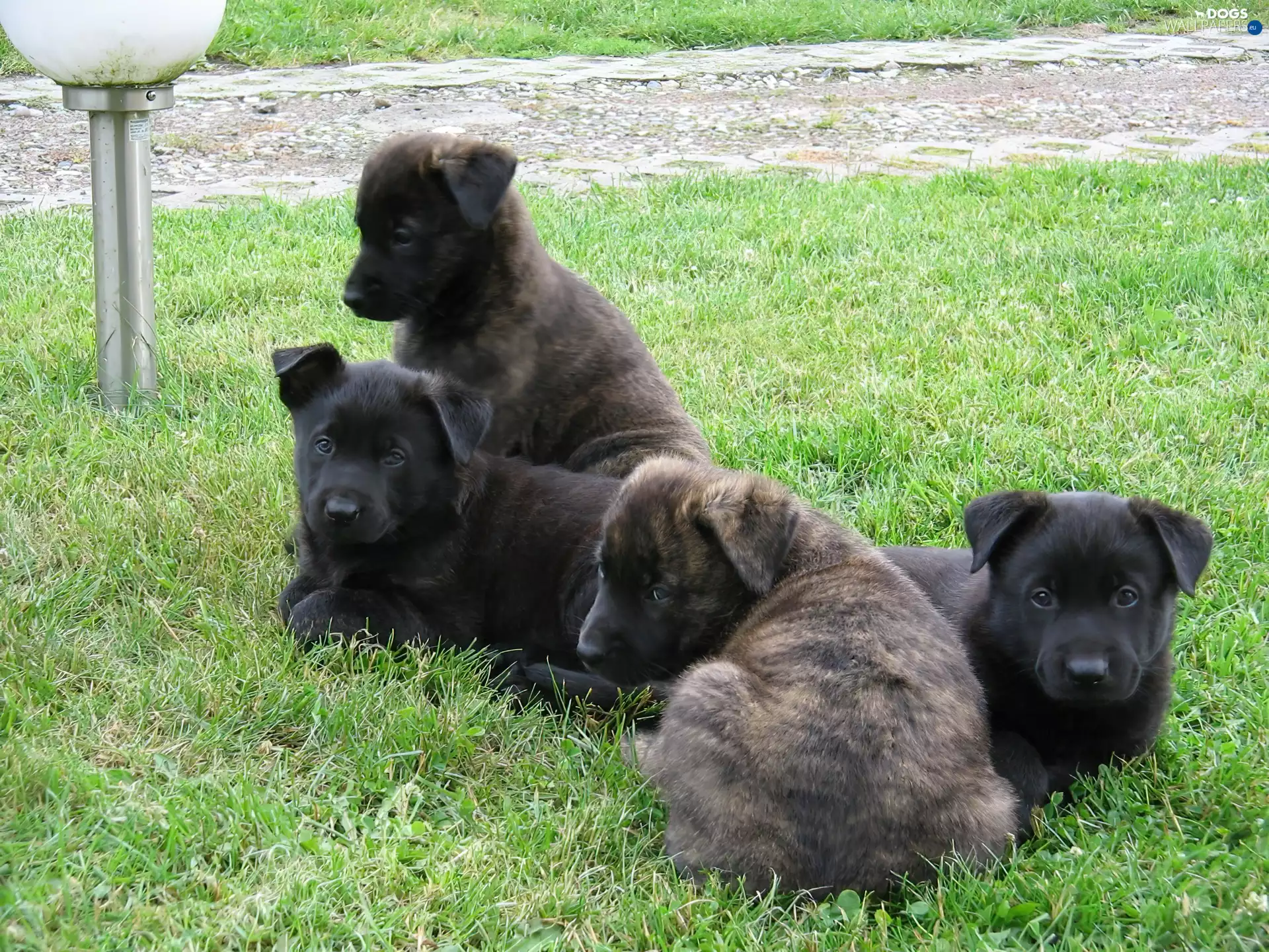 four, puppies, Dutch Shepherd, sweet