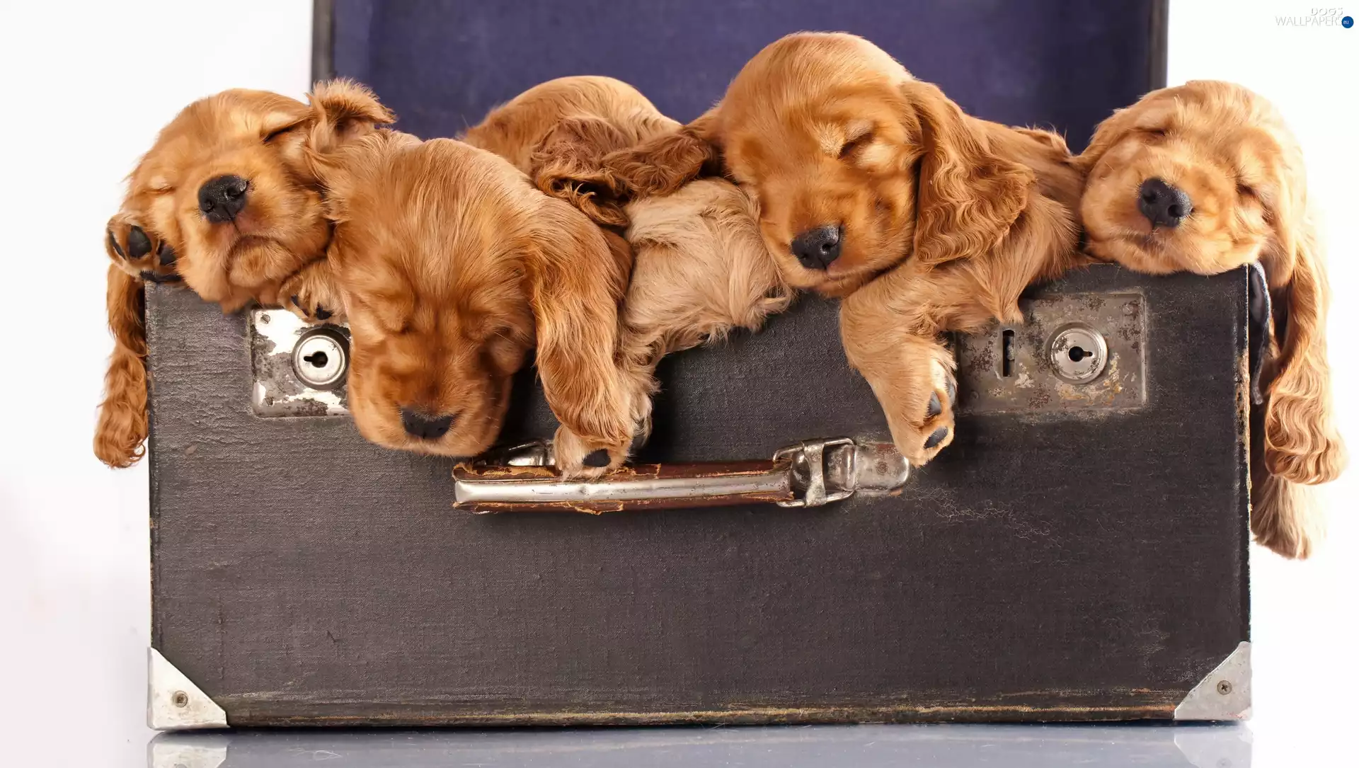 case, puppies, English Cocker Spaniel