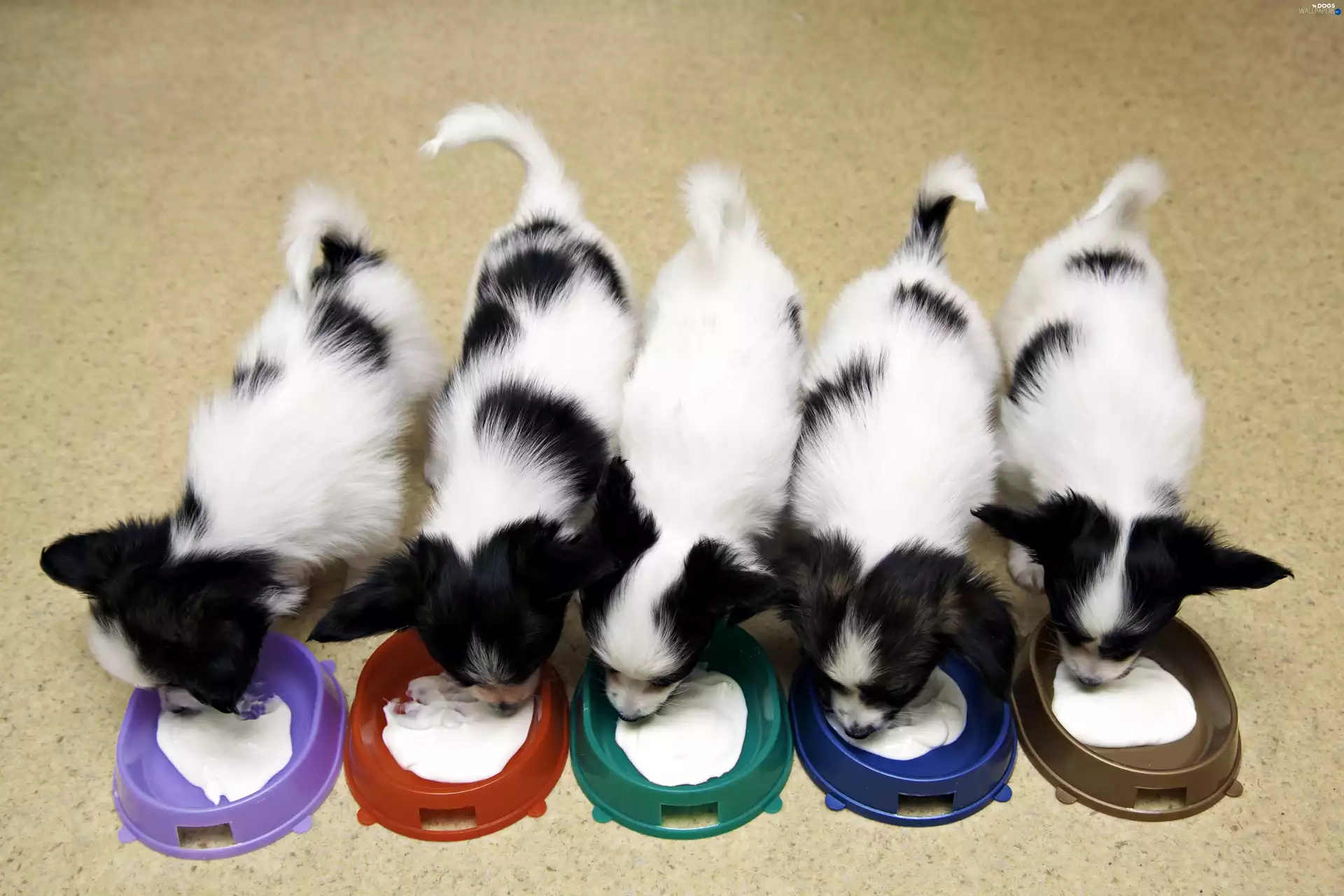 five, Papillon, feed, puppies