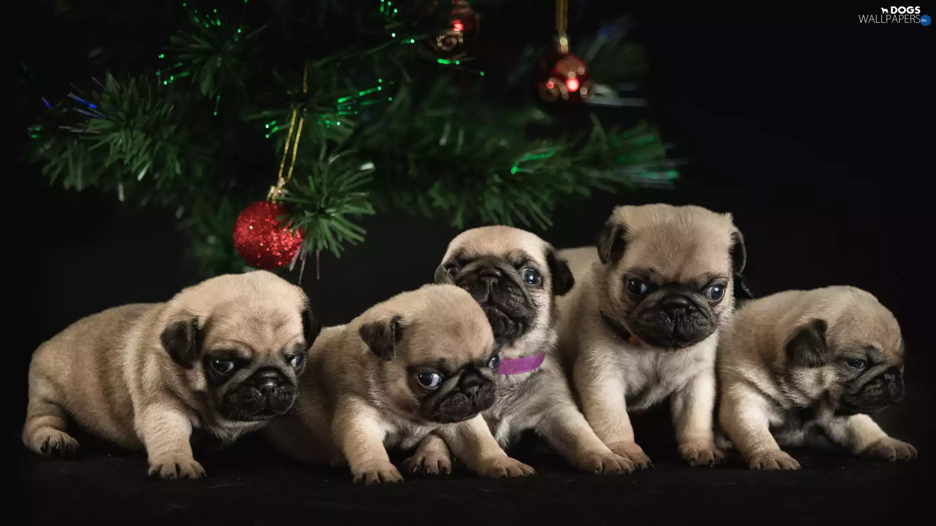 pugs, christmas tree, puppies, puppies, five