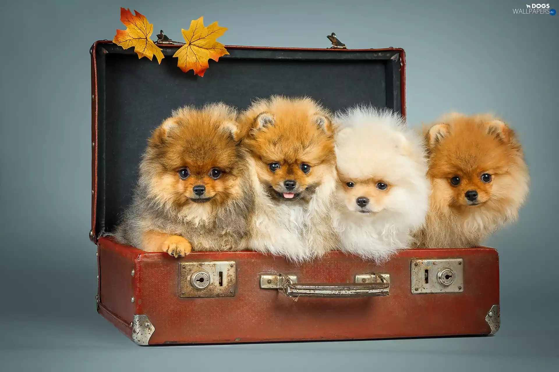 four, Spitz, case, puppies