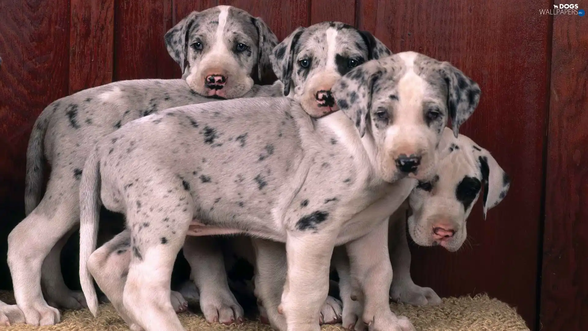 puppies, four