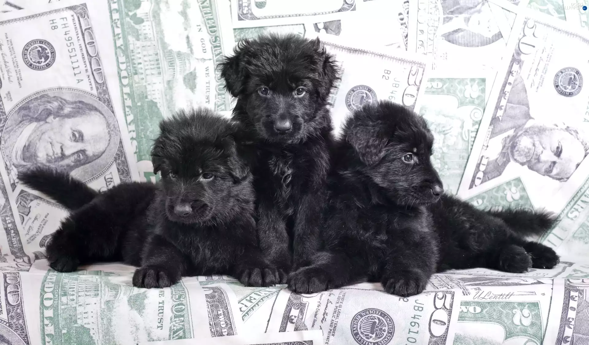Three, Black German Shepherds, U.S. dollars, puppies