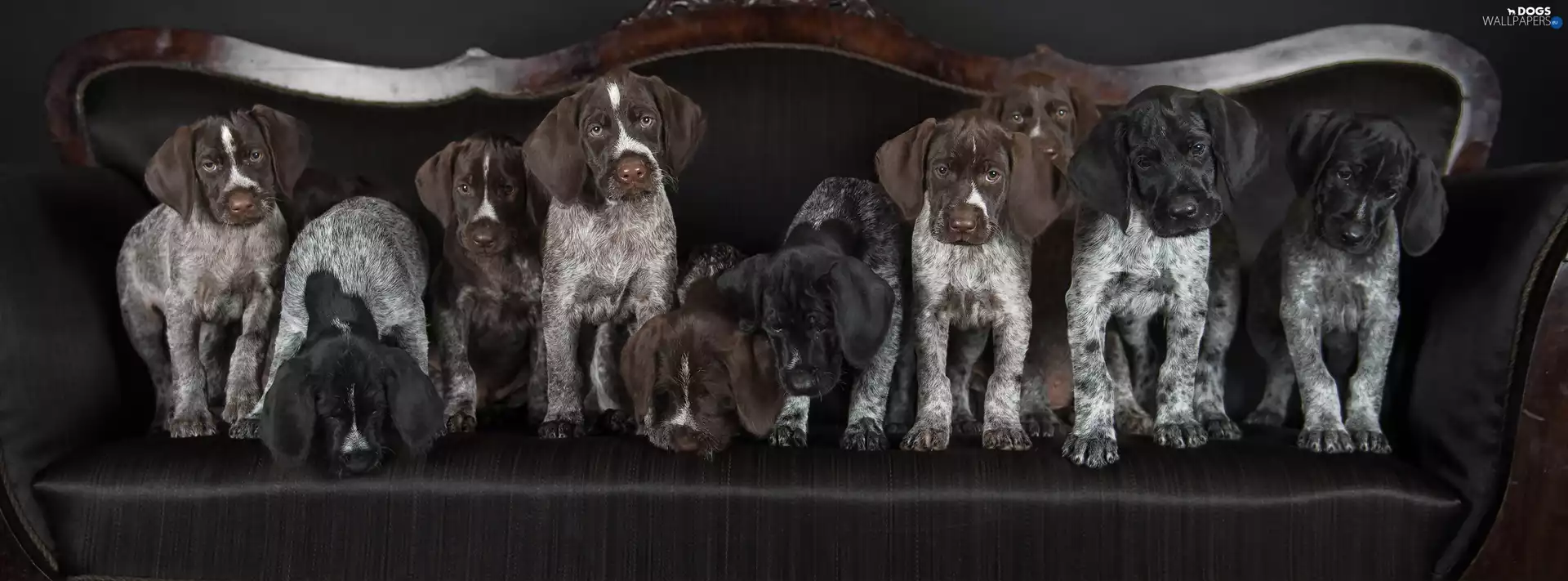 sofa, puppies, German Shorthair Pointers