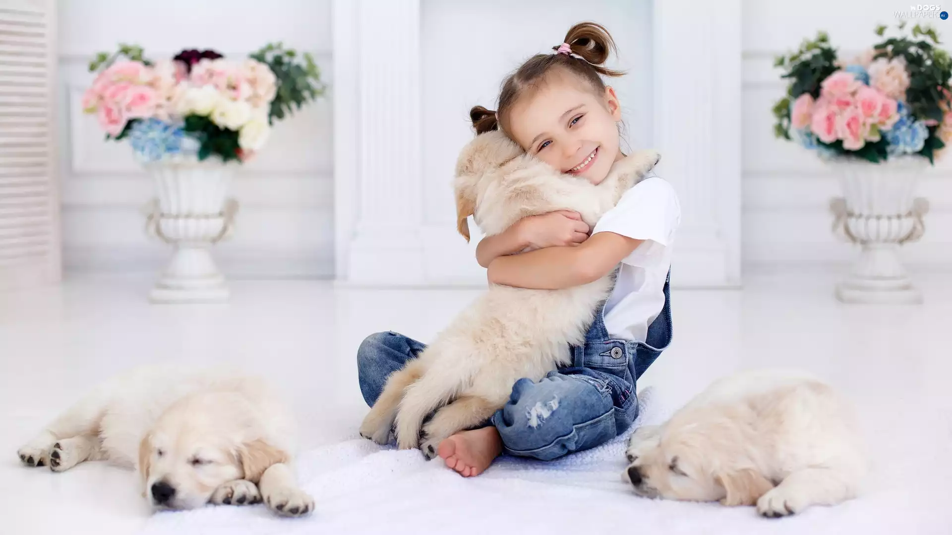 girl, puppies, Golden Retrievery, Dogs