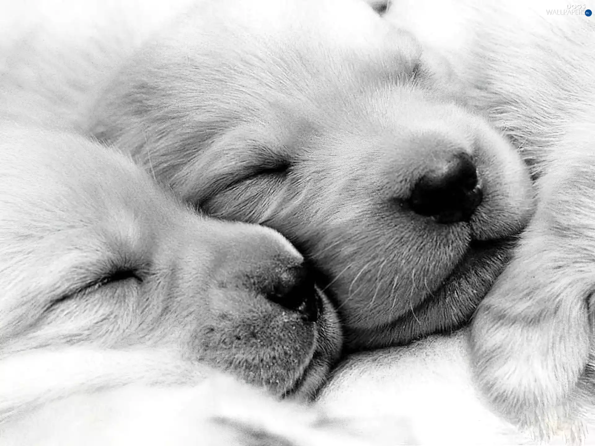 puppies, puppies, Golden Retriever, mouths